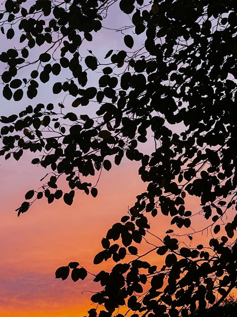 Currently, A cotton candy sky of pink, blue and orange seen through silhouetted leaves.