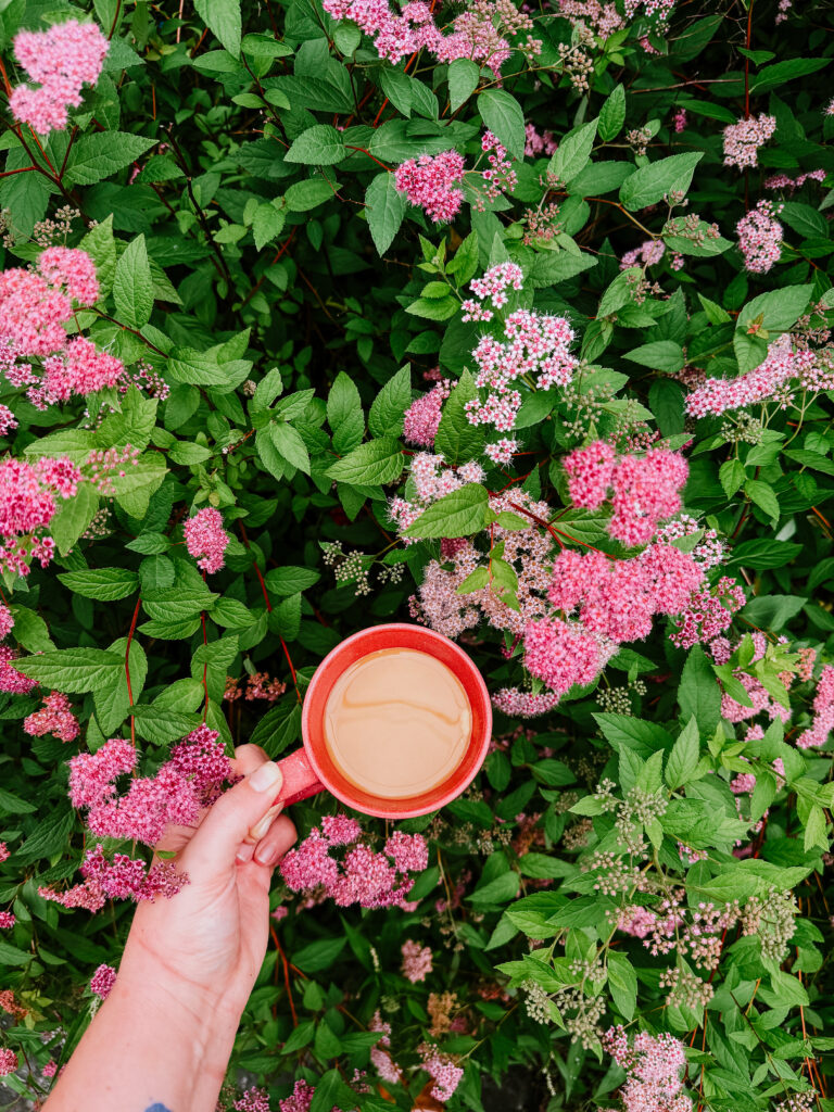 Currently: drinking coffee and admiring the spirea flowers in the front yard